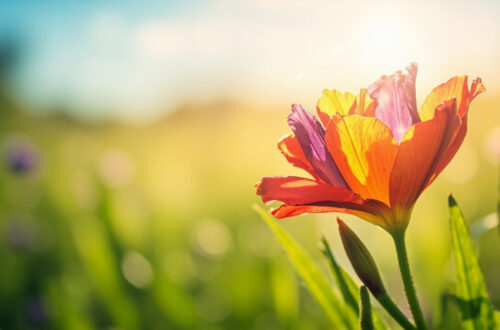 Illustration dun complment circonstanciel de cause